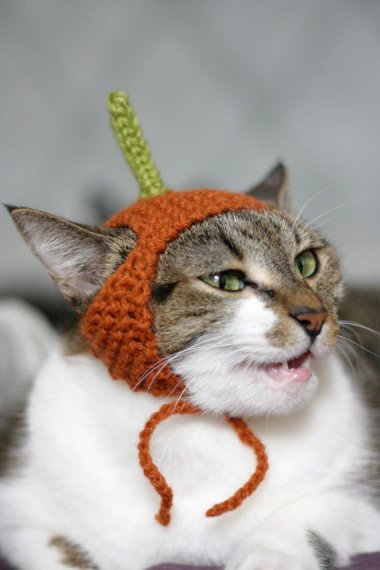 I would love to tell you what this cat is thinking, but I can't. This is a family show. By ScooterKnits