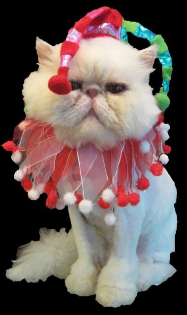 Murder is imminent. By PamperedWhiskers, whose cats would beg to differ