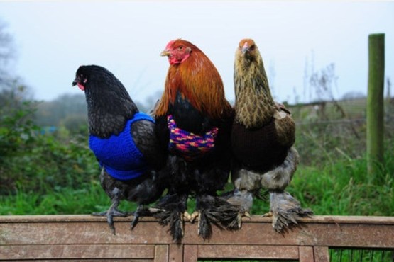 Jumper wearing chickens. Pic by Toby Weller. Ref: TRTW20151118A-004_C