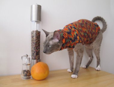 I love that the cat looks like it's trying to vomit on the counter. CatsFashionArt is lucky if that's all he does