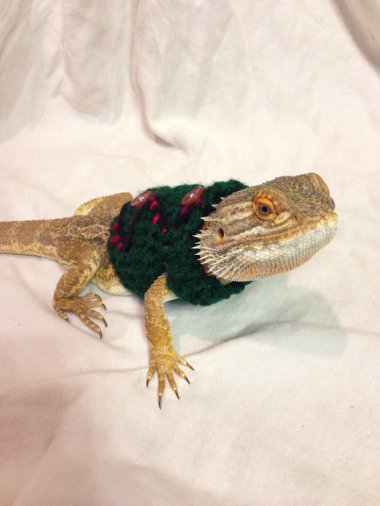 Why, yes. That is an ugly Christmas sweater on my bearded dragon. Why do you ask? By EmilysBeardedShop