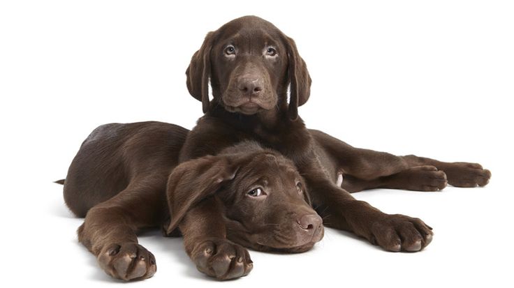 puppy 4a