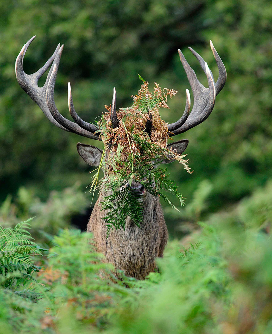 Silver Runner Up, William Richardson / Comedy Wildlife Photography Awards
