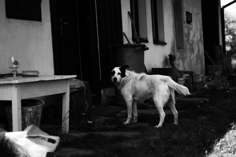 Metteorwa Zvaná Čá