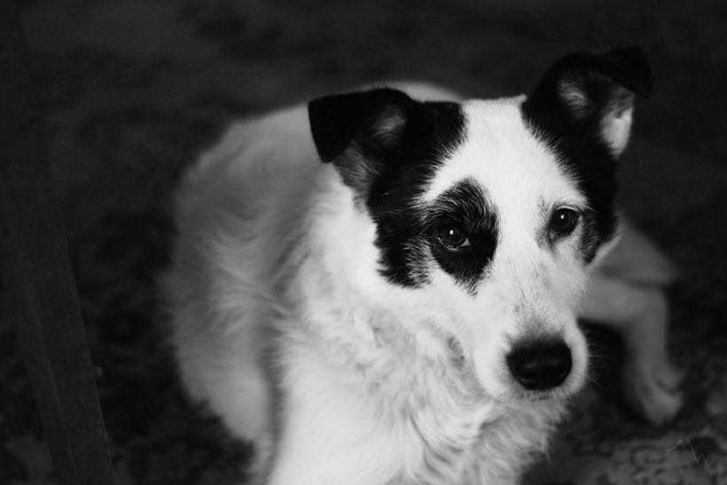 Metteorwa Zvaná Čá