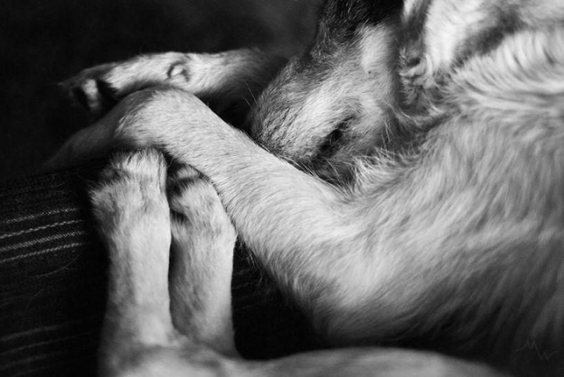 Metteorwa Zvaná Čá