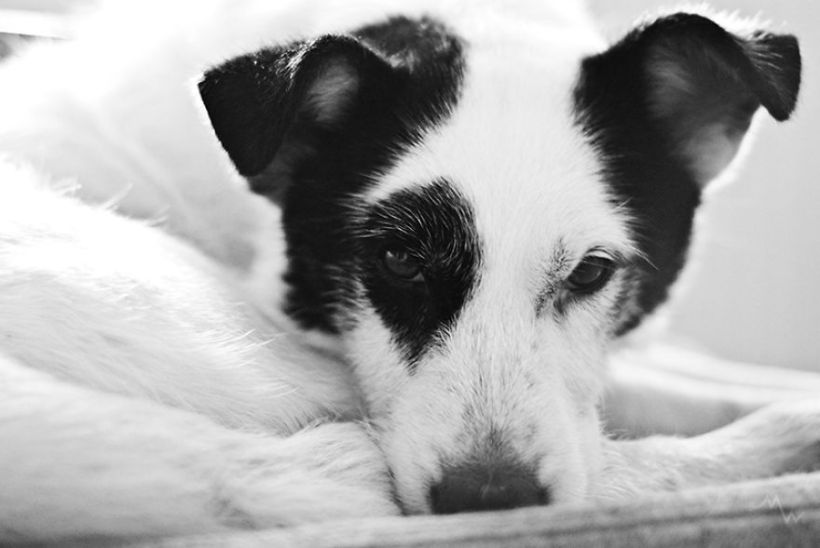 Metteorwa Zvaná Čá