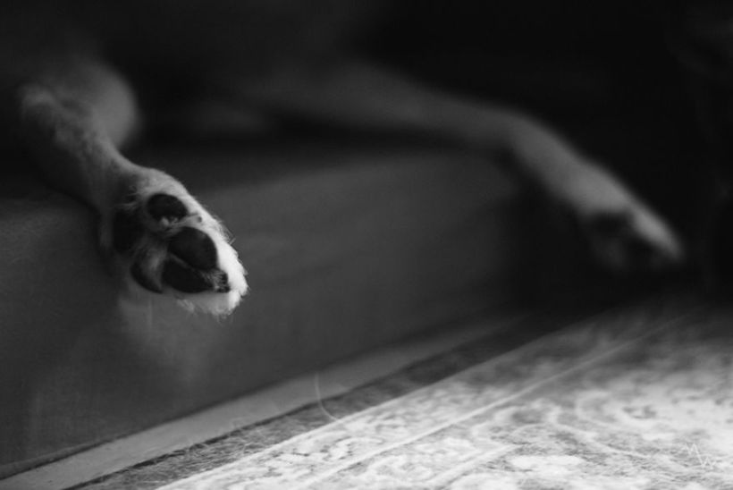 Metteorwa Zvaná Čá