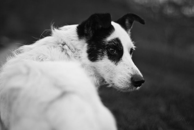 Metteorwa Zvaná Čá