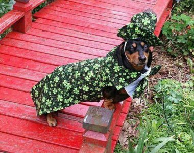 Not at all what I expected a Hollywood weiner to look like. By DownUnderDogDesigns