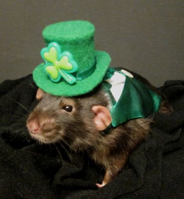 St. Patrick's Day, when even the rats are Irish. By PenelopesClosets
