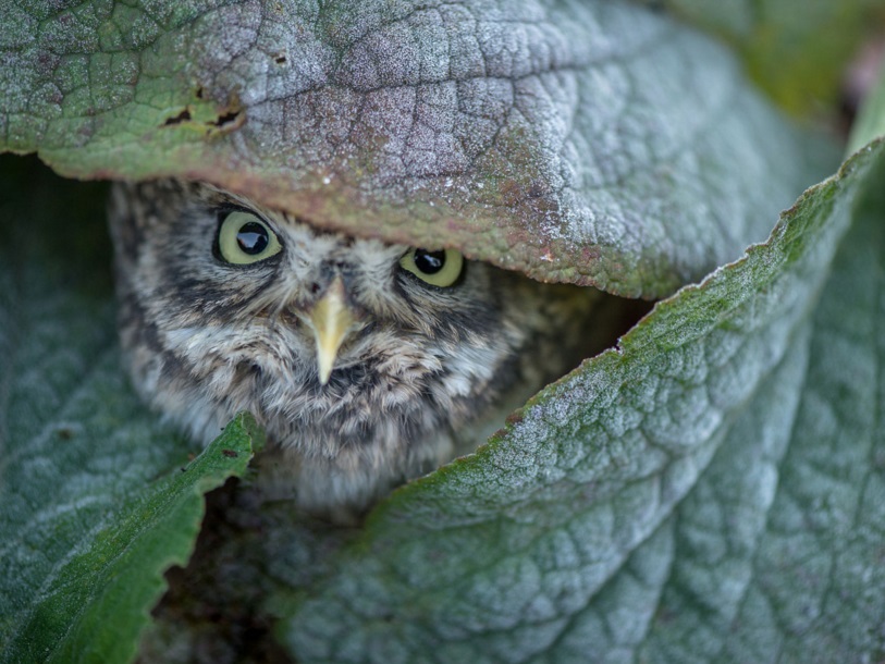 Tanja Brandt