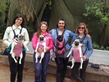 Look! It's a meeting of the Unhappy Pug Club! Humiliating dog carrier by MyPuppiesShop