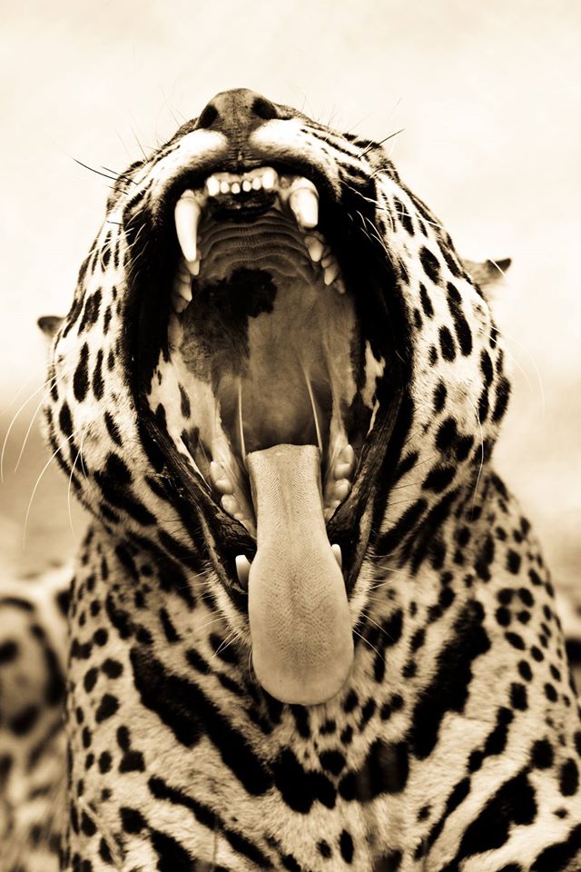 Q: What do you call a leopard that likes to dig in the sand? A: Sandy claws!