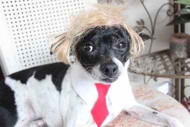 Trump wig for dog or cat. By lenapavia