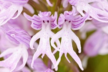 Okay, just one more orchid. How nuts are these Dancing Naked Men orchids? Dudes, I can see your stamens! By FancyGarden