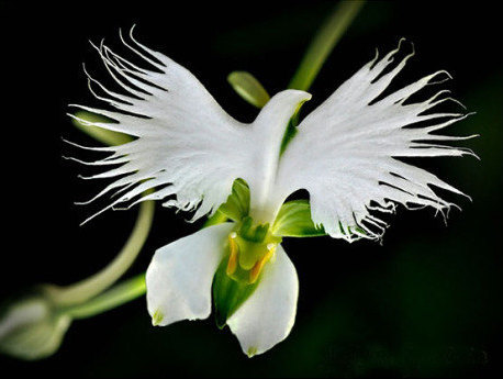 White Egret flower orchid– Plectelis (Habenaria) radiata