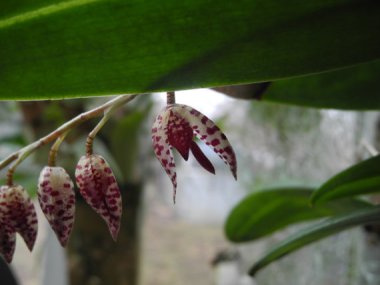 Hanging Miniature Orchid - Pleurothallis restreptiodes