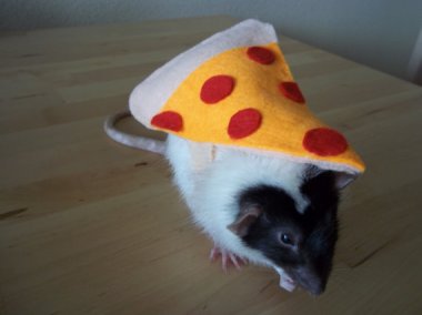 Pepperoni pizza is what the best-dressed vermin are wearing this year. By Custommadebybethany