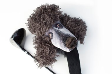It is a little-known fact that wall-eyed poodles are excellent golfers.