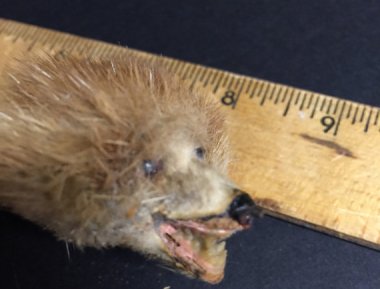 This gem is a taxidermied hedgehog hatpin. WTF???