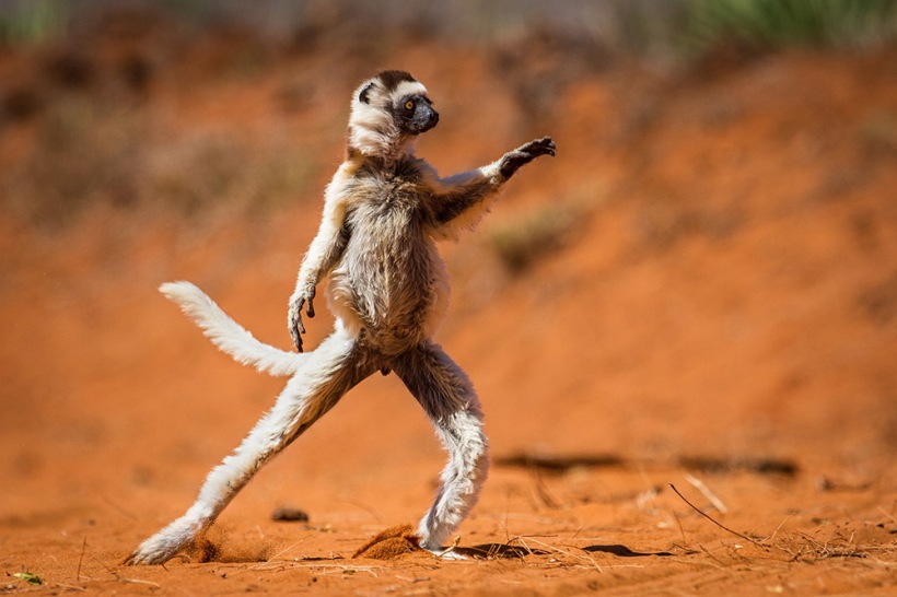 Highly Commended, Alison Buttigieg / Comedy Wildlife Photography Awards