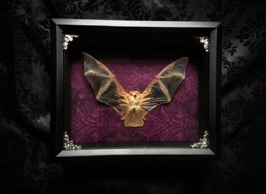 I have to say this is the first time I've ever wanted a taxidermied bat in a shadowbox! By Horribell