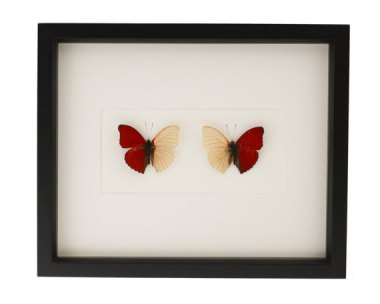 What a lovely idea! I love mounted butterflies, and this pair is the perfect Valentine's Day gift without going too far into cutesy. By BugUnderGlass