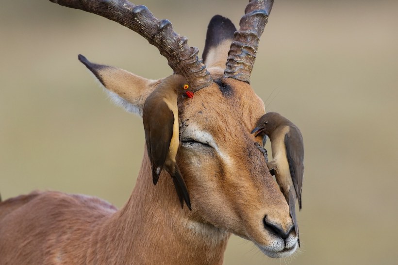 bird 2 Edmund Aylmer