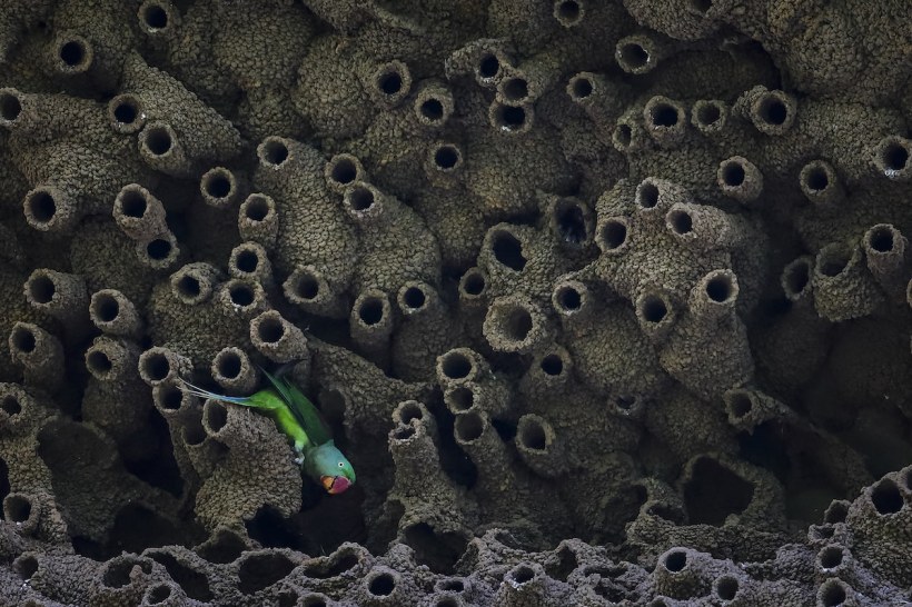 bird 5 Georgina Steytler