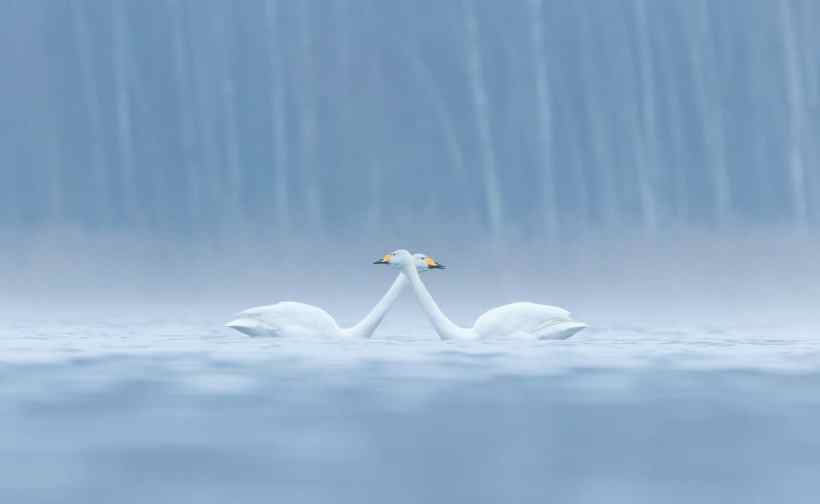 bird 8 Antti Siponen