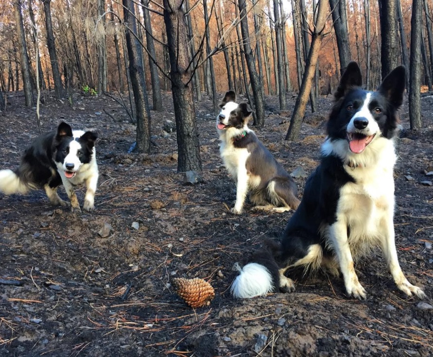 collies