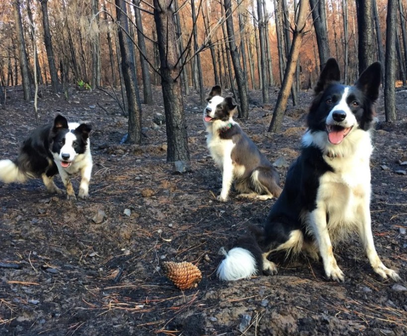 collies