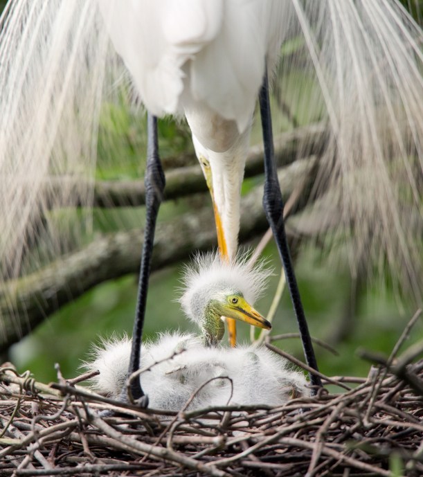 Great Egret "SYMETRIC"